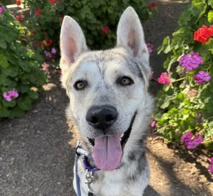 A young large-sized male Siberian Husky dog named Niall for adoption in Martinez, CA