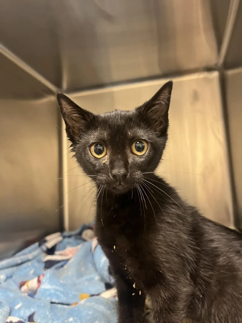 A baby small-sized female Domestic Short Hair cat named Burrito for adoption in Hagerstown, MD