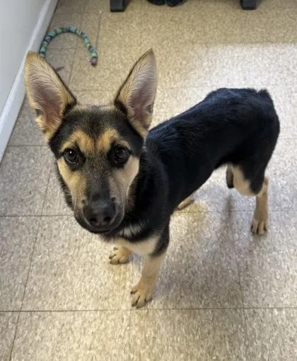 An adult medium-sized female German Shepherd Dog dog named Scout for adoption in St. Anne, IL