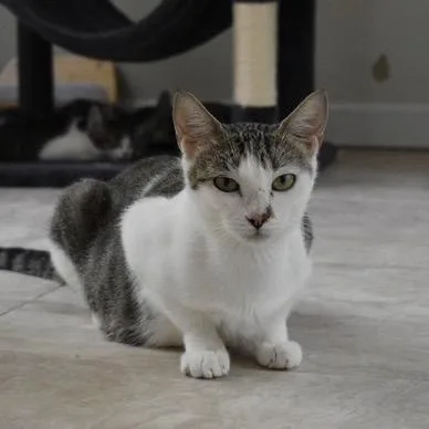 An adult medium-sized female Brown / Chocolate Domestic Short Hair cat named Michi Meow for adoption in Lauderhill, FL