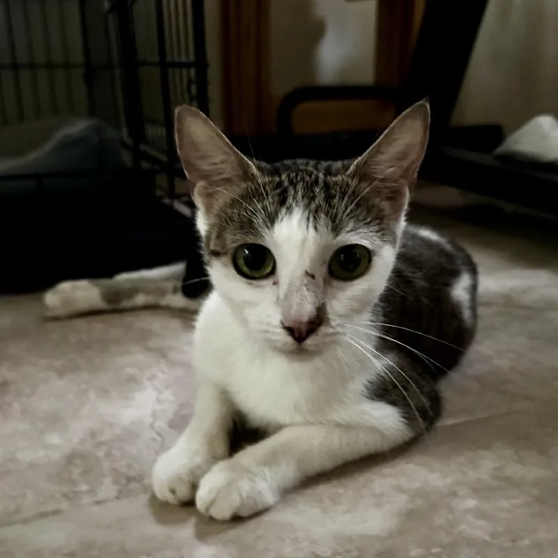 Michi Meow thumbnail 2