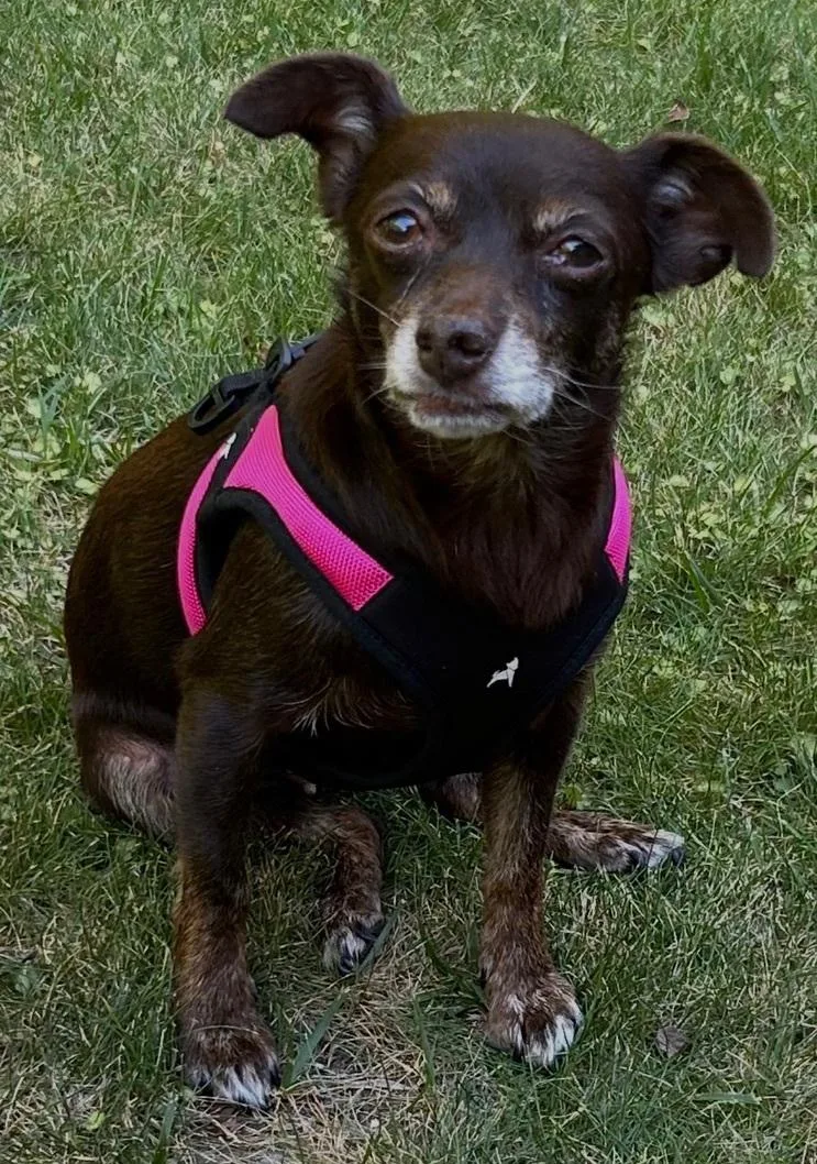 An adult small-sized female Black Chihuahua dog named Ghiradelli for adoption in Los Angeles, CA