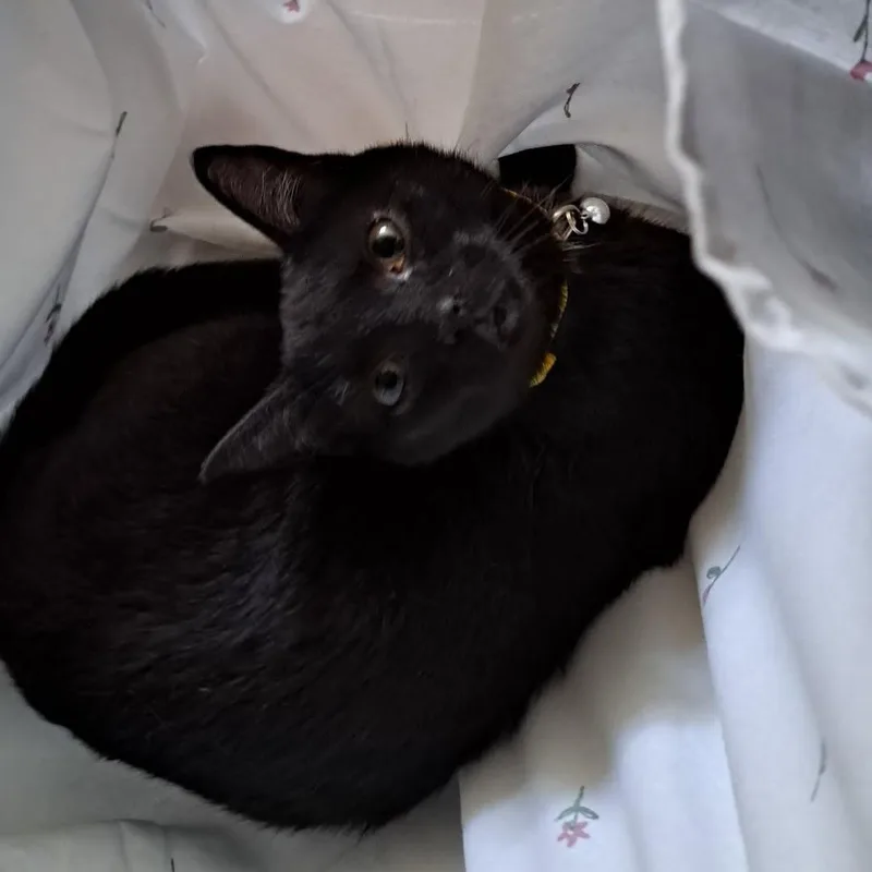 A young medium-sized male Black Domestic Short Hair cat named Sir Pentious for adoption in Allison Park, PA