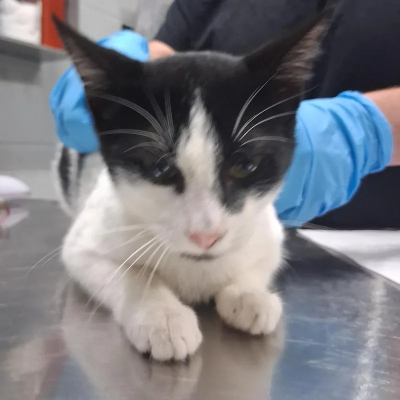 A young medium-sized male Domestic Short Hair cat named Sven for adoption in Summerville, SC