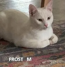 An adult medium-sized male Domestic Short Hair cat named Frost for adoption in Evergreen, CO