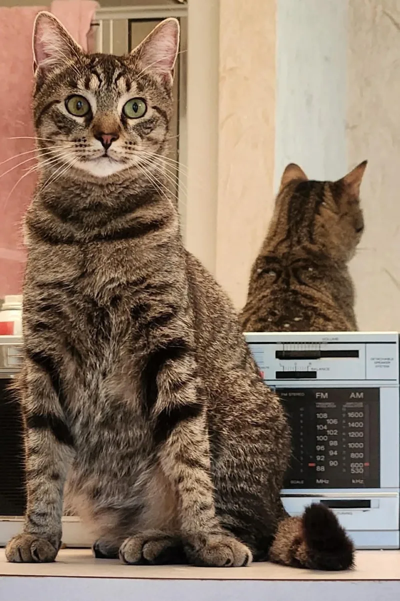 An adult extra large-sized male Tabby cat named Eddie for adoption in Inez, KY
