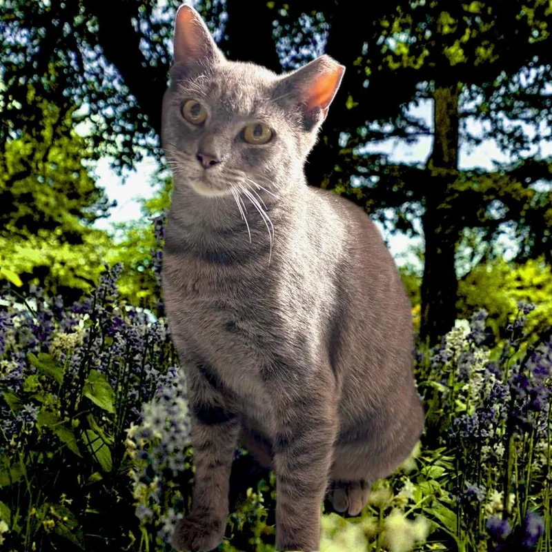 A young medium-sized female Gray / Blue / Silver Domestic Short Hair cat named Zurina for adoption in Boston, MA