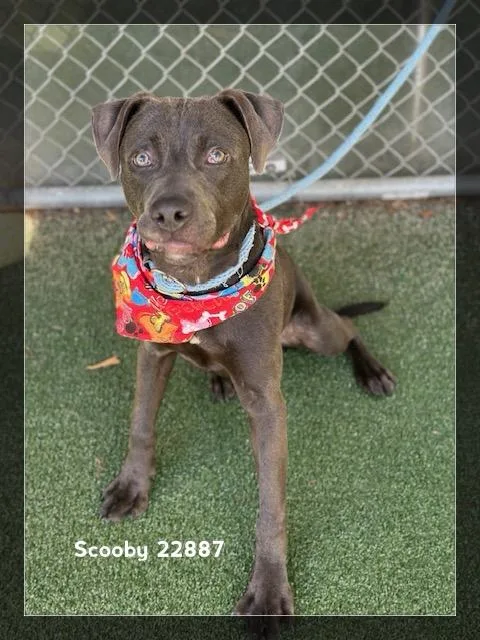 A baby medium-sized male Gray / Blue / Silver Pit Bull Terrier dog named Scooby for adoption in Marietta, GA