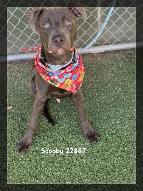 Scooby thumbnail 4