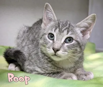 A baby small-sized male Domestic Short Hair cat named Boop for adoption in Mason, MI