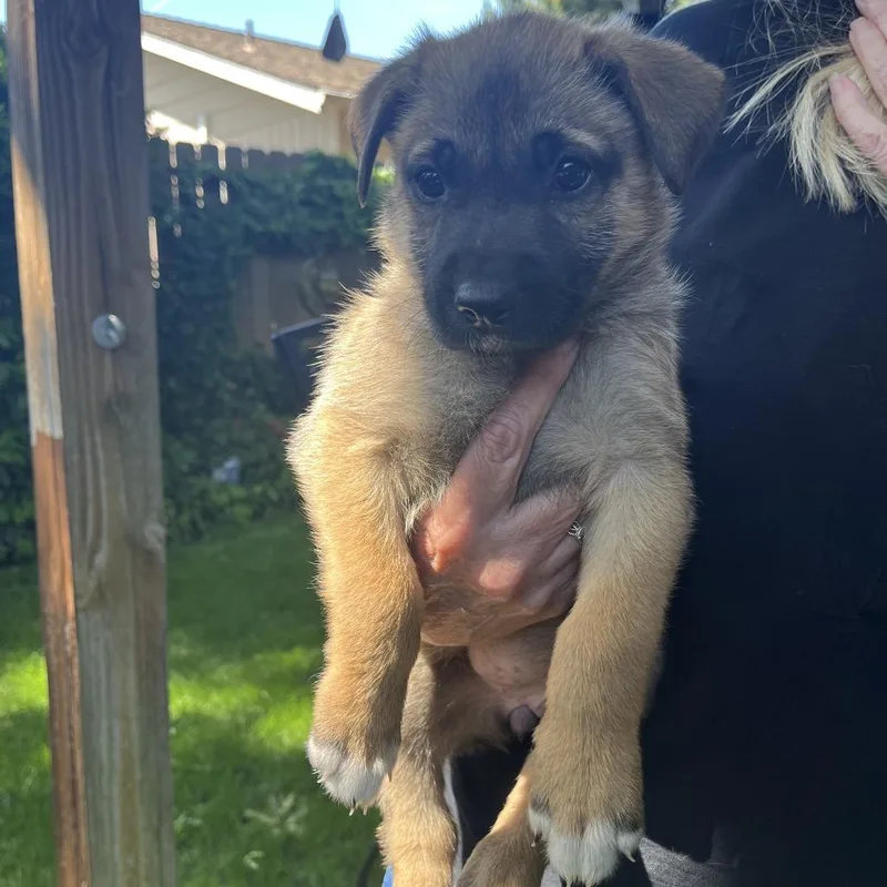 A baby small-sized female Yellow / Tan / Blond / Fawn Shepherd dog named Sienna for adoption in Ashland, OR