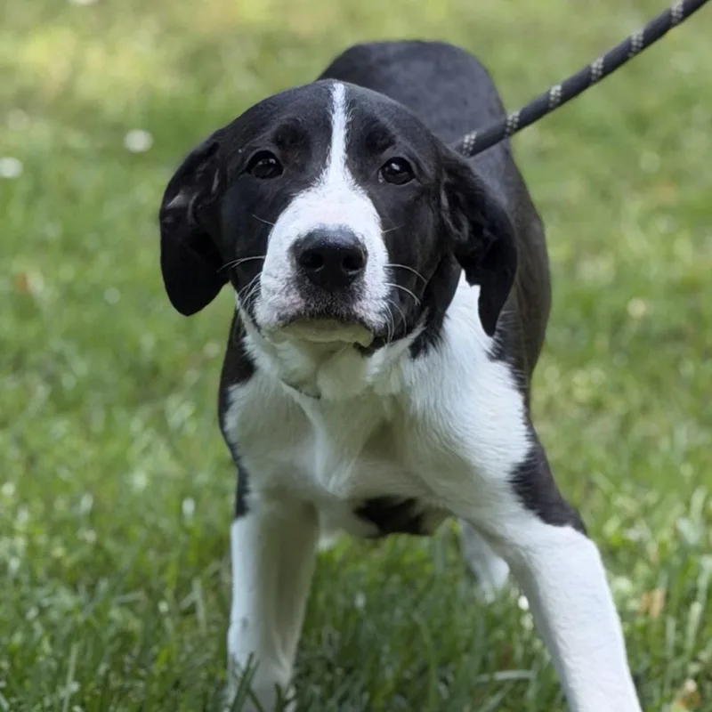 A baby medium-sized male Terrier dog named Taffy for adoption in Locust Fork, AL