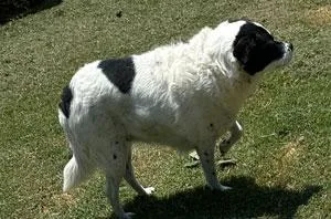 A senior medium-sized female Bicolor Terrier dog named Matilda for adoption in Claremore, OK