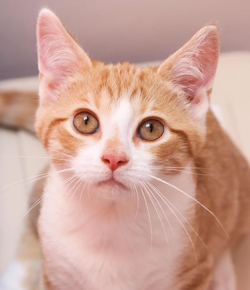 A baby medium-sized male Orange & White Domestic Short Hair cat named Citron for adoption in Cincinnati, OH