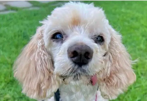 Bella