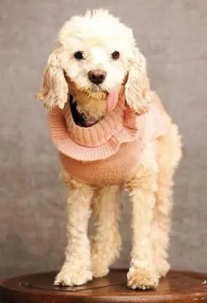 Bella thumbnail 5