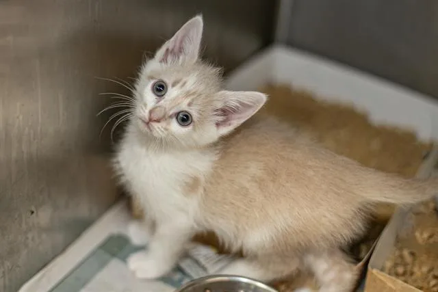 A baby small-sized male Domestic Medium Hair cat named A for adoption in Charlotte, NC