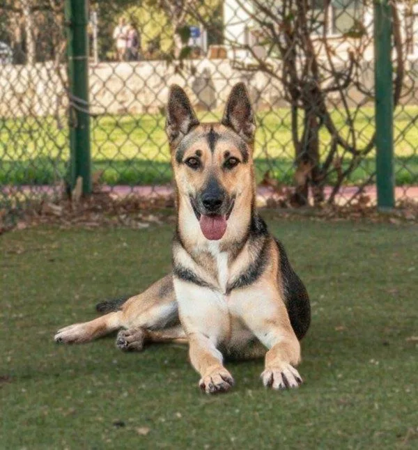 An adult large-sized female German Shepherd Dog dog named Estrella for adoption in Austin, TX
