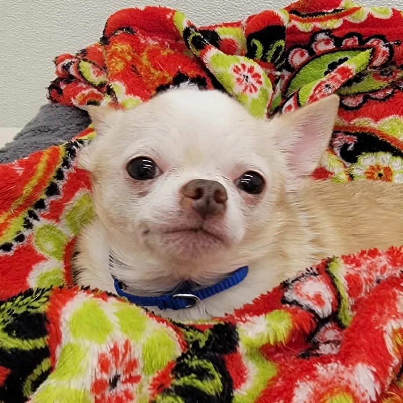 Marshmallow thumbnail 2