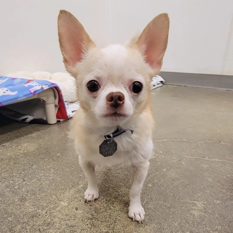 Marshmallow thumbnail 3