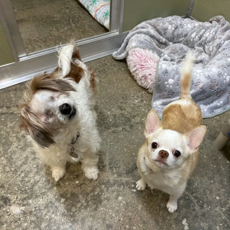 Marshmallow thumbnail 4