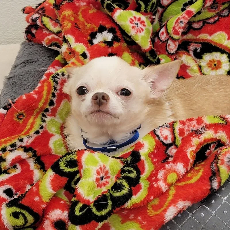 Marshmallow thumbnail 5