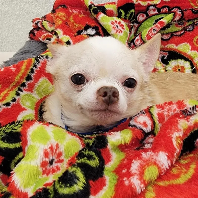 Marshmallow thumbnail 6