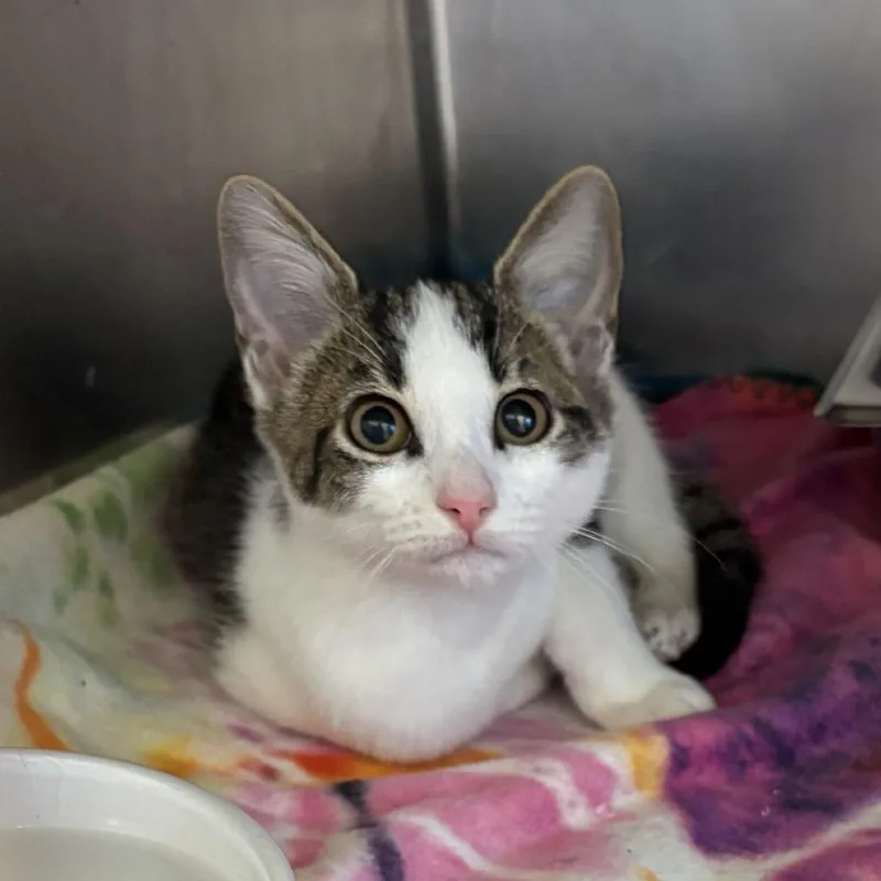 A baby small-sized female White Domestic Short Hair cat named Brielle for adoption in Gloucester, VA