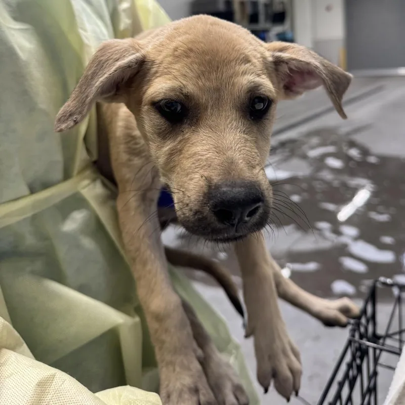 A baby small-sized female Yellow / Tan / Blond / Fawn Mixed Breed dog named June for adoption in Las Cruces, NM