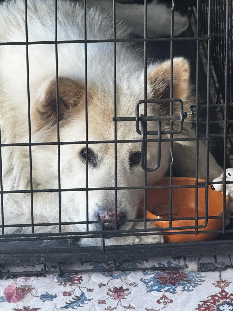 An adult large-sized male Husky dog named Rocky for adoption in Chandler, AZ