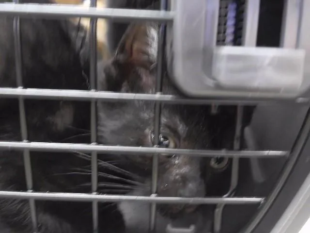 A baby small-sized male Domestic Short Hair cat named Skrill for adoption in Omaha, NE