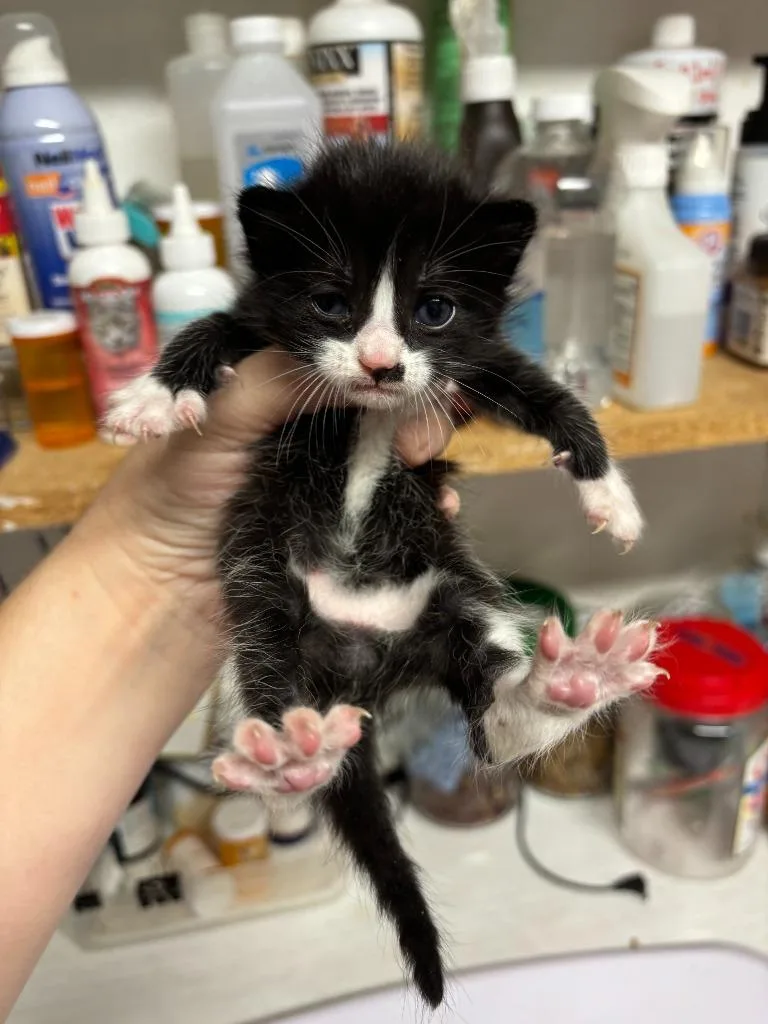 A baby small-sized male Domestic Short Hair cat named Peter for adoption in Rutherfordton, NC