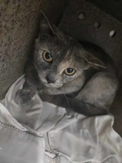 An adult medium-sized female Domestic Short Hair cat named Takis for adoption in Sevierville, TN
