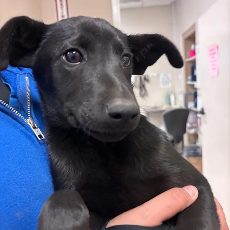 A baby small-sized female Black German Shepherd Dog dog named Peppermint Patty for adoption in Santa Barbara, CA