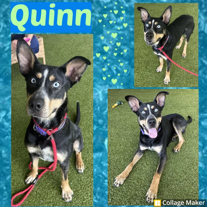 Quinn