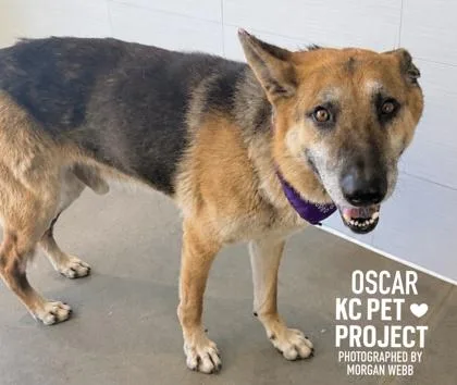 A senior extra large-sized male Black German Shepherd Dog dog named Oscar for adoption in Kansas City, MO