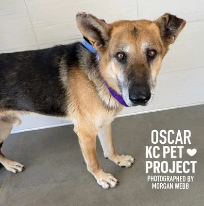 Oscar thumbnail 3