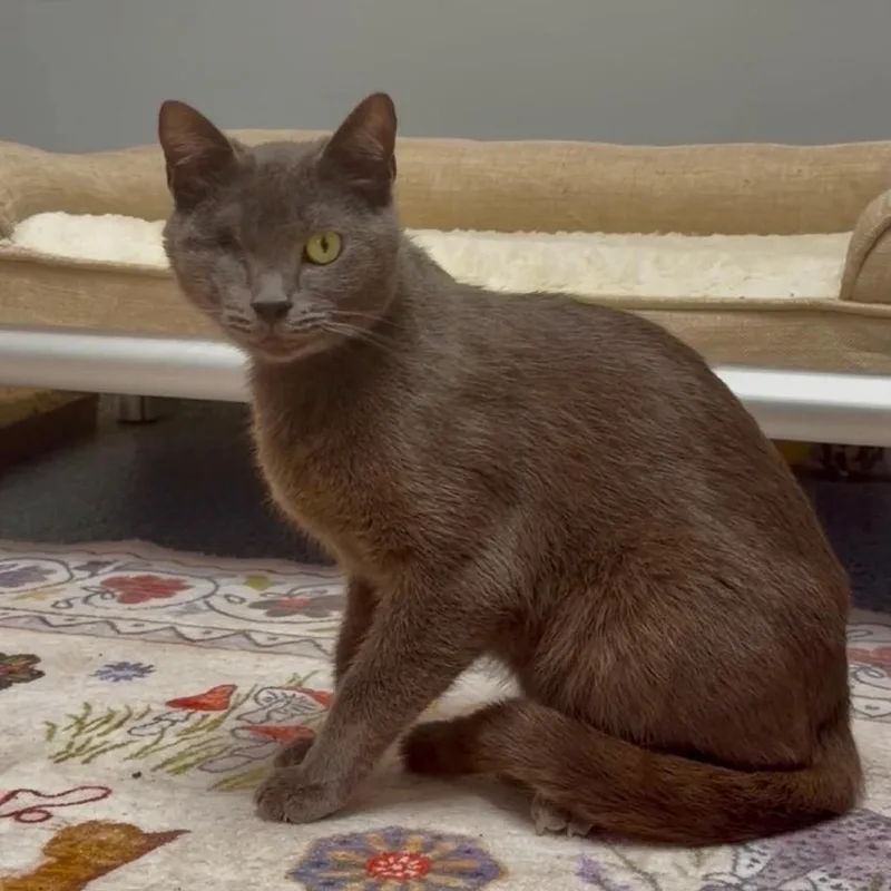 An adult small-sized female Gray / Blue / Silver Domestic Short Hair cat named Fetty for adoption in Wichita, KS
