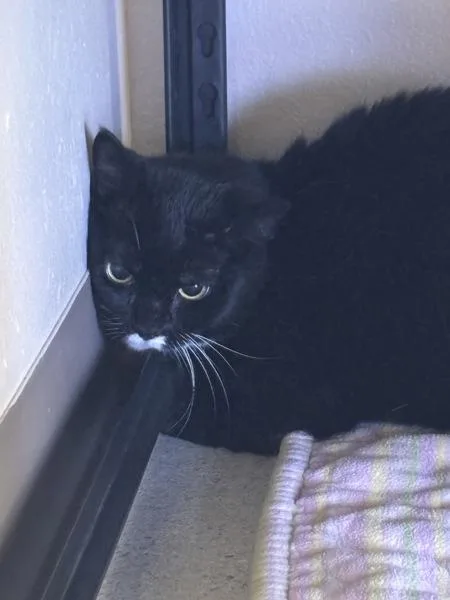 A senior small-sized female Domestic Short Hair cat named Erza for adoption in Sherwood, OR