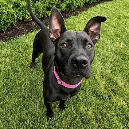 An adult medium-sized female Mixed Breed dog named Jamie for adoption in Merriam, KS