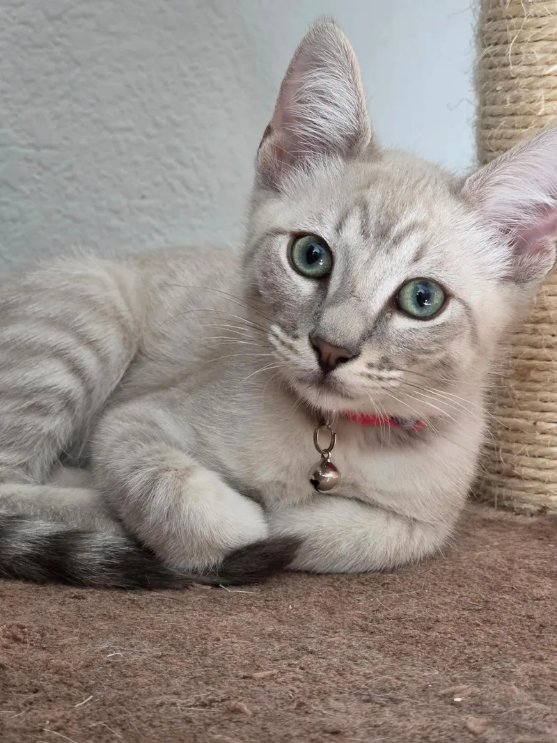 A baby medium-sized male Buff / Tan / Fawn Domestic Short Hair cat named Toulouse Debelder for adoption in Chandler, AZ