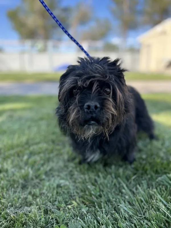 An adult small-sized female Terrier dog named Nala for adoption in Victorville, CA