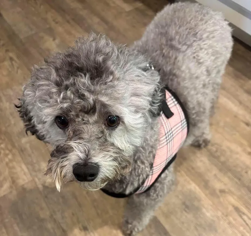 An adult small-sized male Poodle dog named Oliver for adoption in Crossville, TN