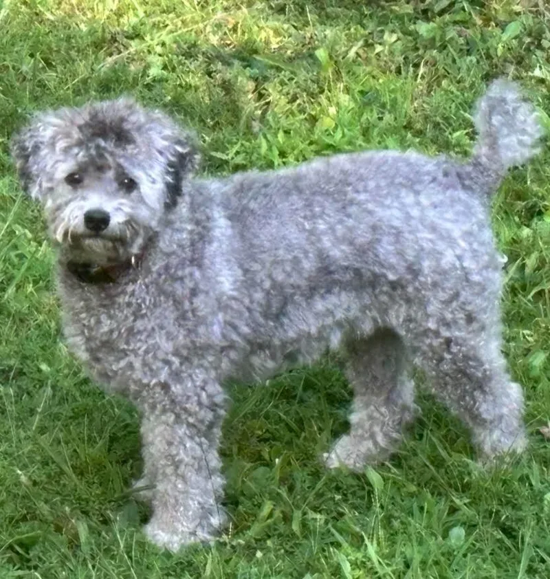 Oliver thumbnail 4