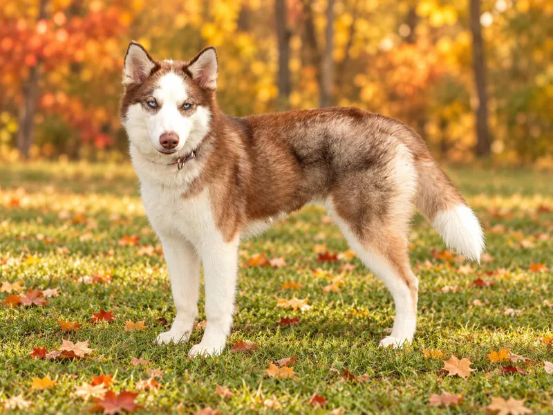 A young medium-sized female Husky dog named Maple for adoption in Mclean, IL