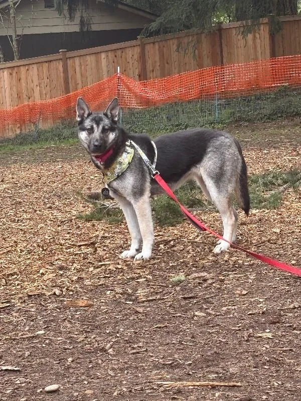 Artemis