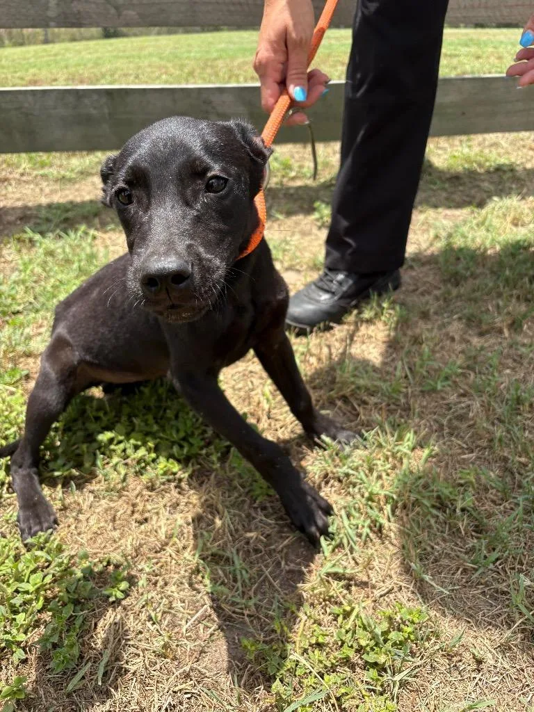A baby medium-sized female Terrier dog named Marge for adoption in Wauchula, FL
