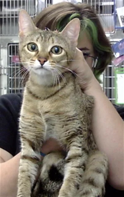 A young medium-sized female Domestic Short Hair cat named Fern for adoption in Pasadena, TX