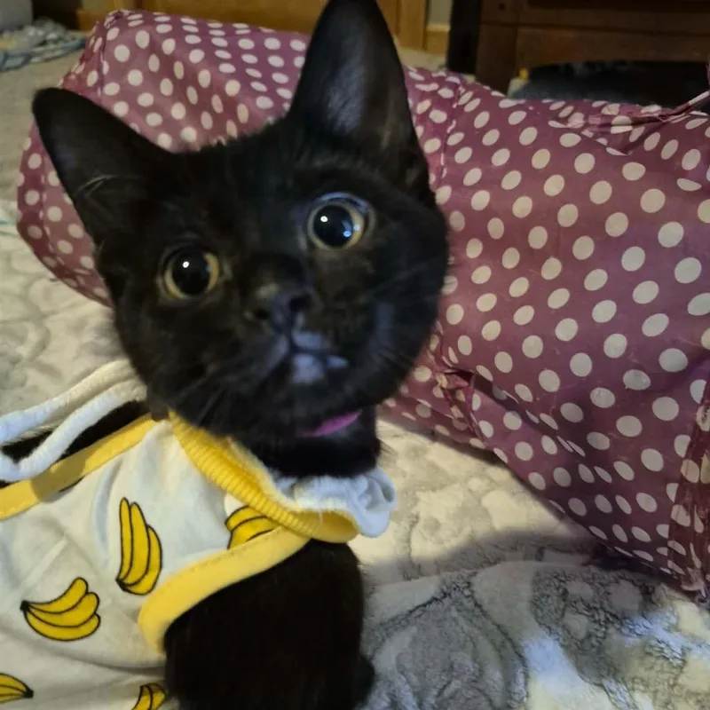 A baby small-sized male Black Domestic Short Hair cat named Edinburg for adoption in Buffalo, MN
