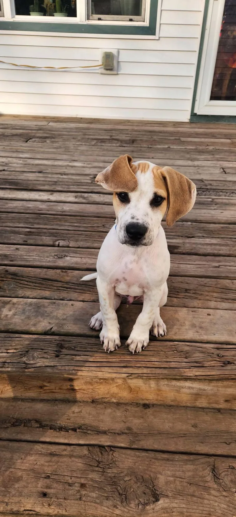A baby medium-sized male Pit Bull Terrier dog named Harry for adoption in New London, WI